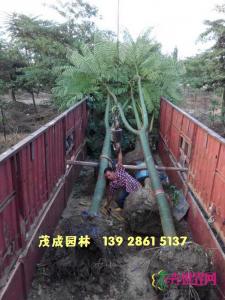 巴西豆