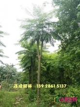 巴西豆