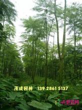巴西豆