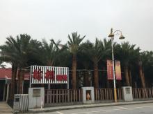 中东海枣
