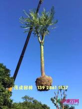 巴西豆